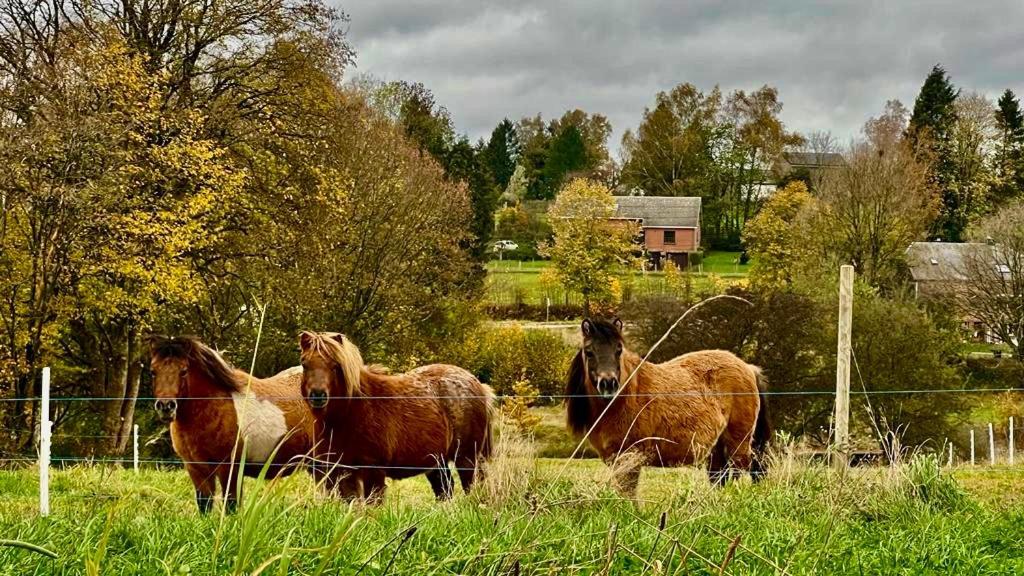 La Maison Attila En Ardennes Libin Ngoại thất bức ảnh