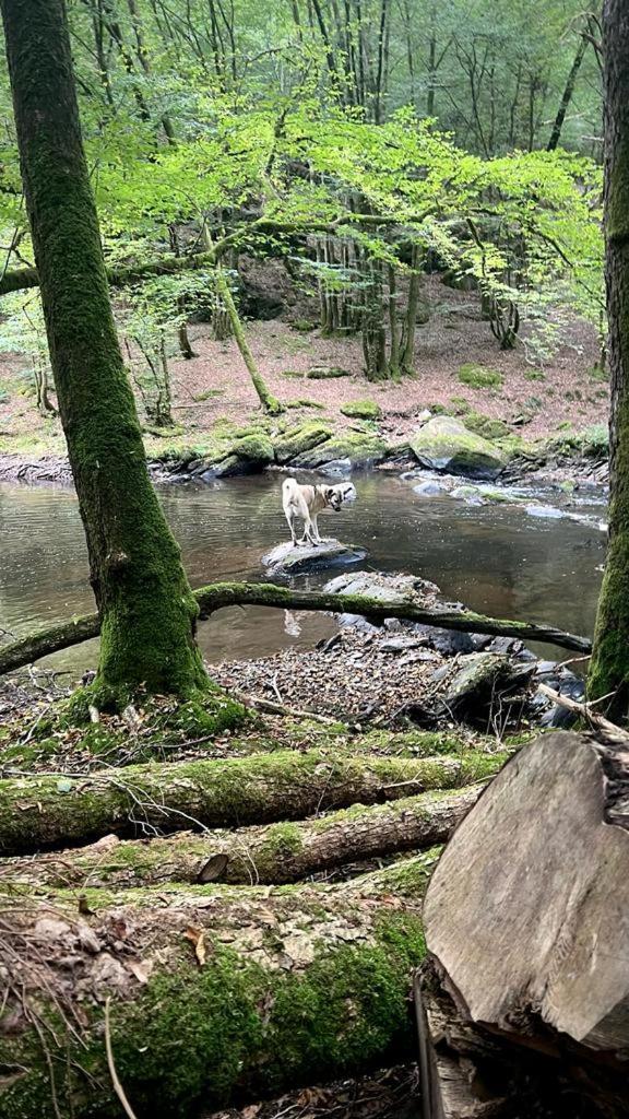 La Maison Attila En Ardennes Libin Ngoại thất bức ảnh